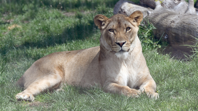 Detroit Zoo says goodbye to one lion and hello to another 