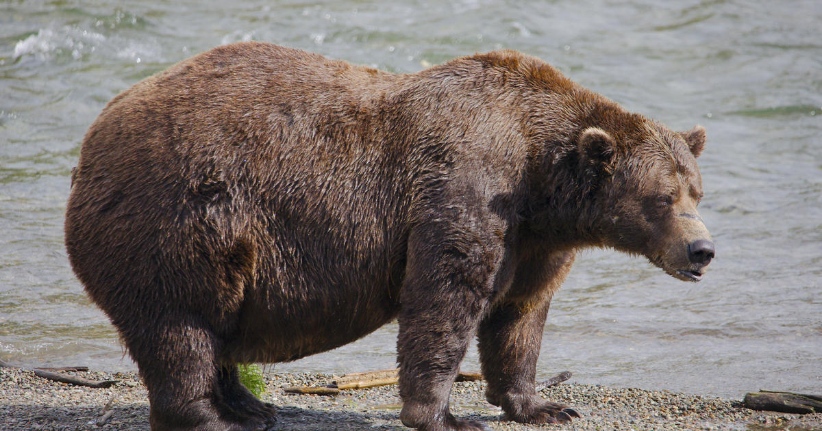 Voting begins in Alaska's Fat Bear Week contest after one grizzly killed another on video