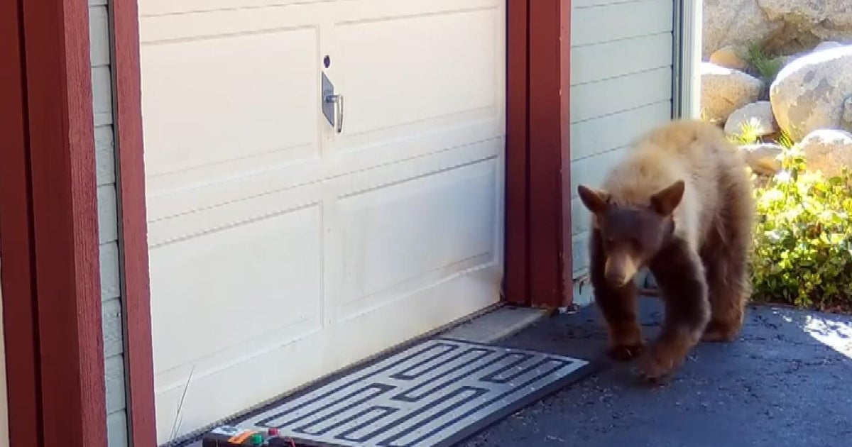 Interest in electric bear mats increases in Tahoe