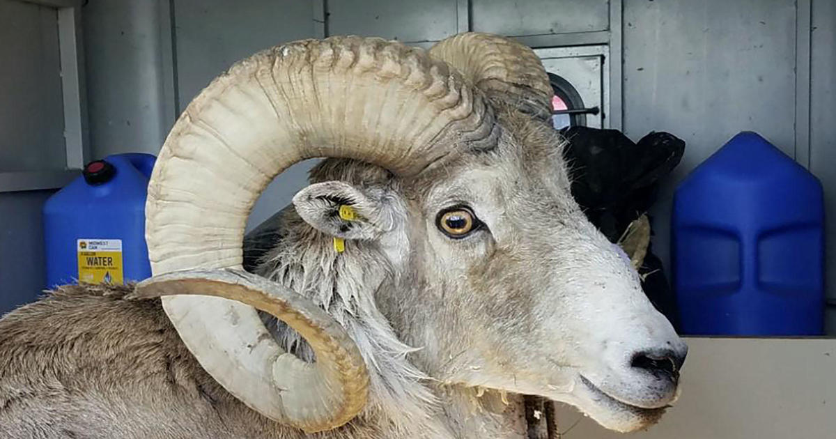 Montana man sentenced to six months in prison for illegally creating hybrid sheep