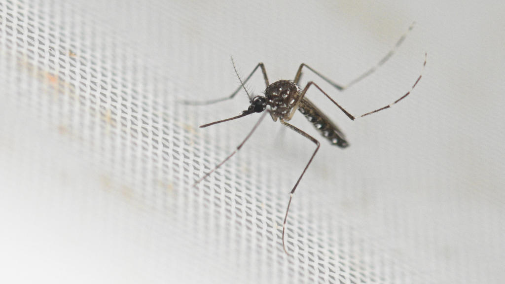 Invasive mosquito gains ground in Santa Clara Co. despite eradication efforts