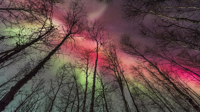 Aurora borealis and birch trees 