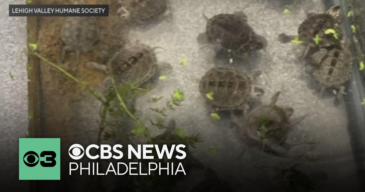 More than 200 animals recovered from home in Allentown, Pennsylvania ...