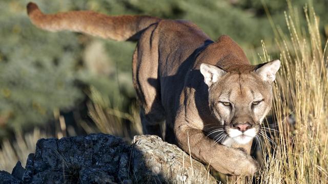 Mountain Lion hunting in the tall grass during day,Bonneville County,Idaho,United States,USA 