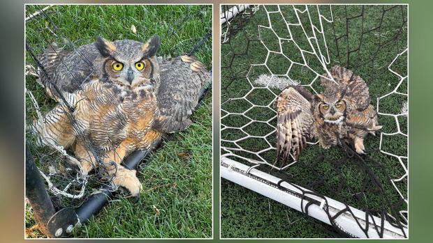 owls-trapped-in-soccer-net-mn-raptor-center.jpg 