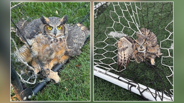 owls-trapped-in-soccer-net-mn-raptor-center.jpg