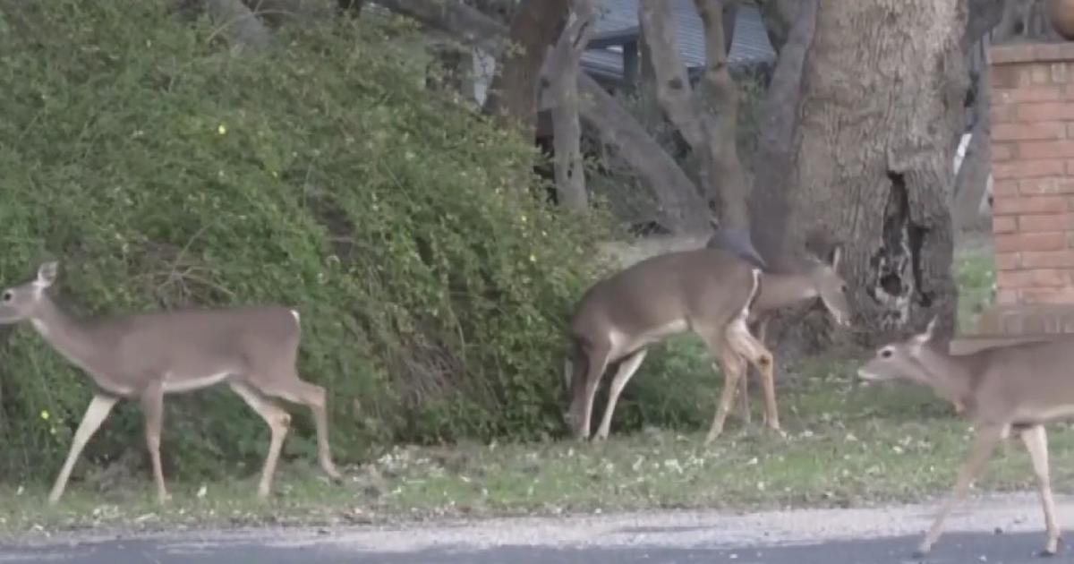 Disease impacting deer population on the rise in Michigan