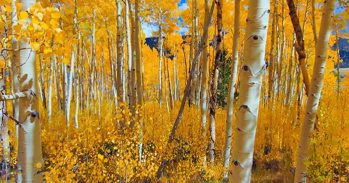 Nature: Aspens in Utah – CBS News