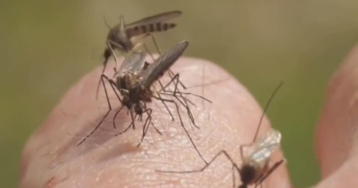 Yellow fever mosquitoes detected across Sacramento area