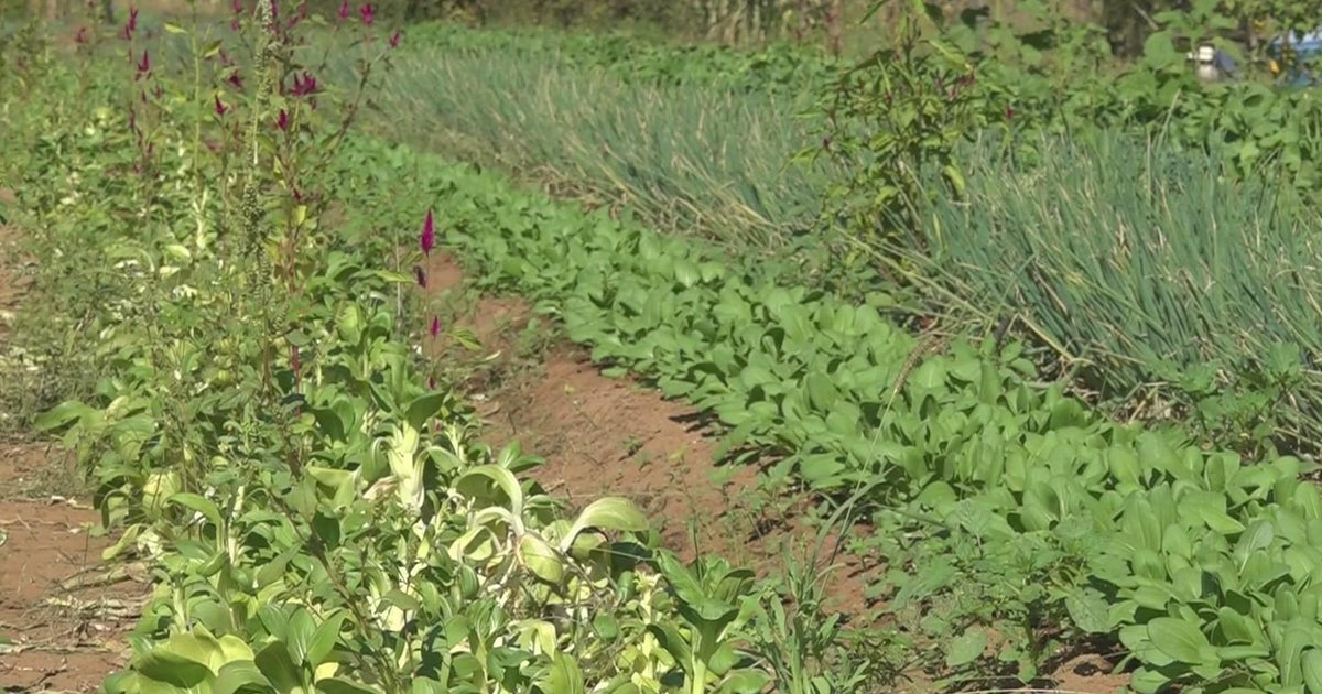 New food policy council launches in Yuba-Sutter