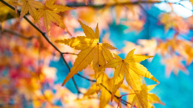 Orange color Maple leaves in Backlight 