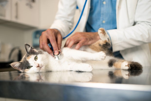 Veterinarian examines the pet 