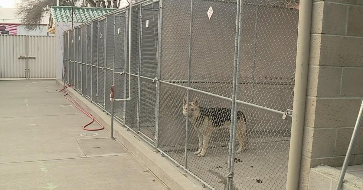 Sacramento needs new animal shelter as Front Street is too outdated, study finds