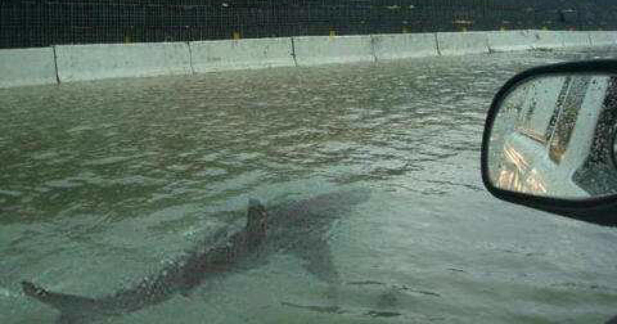 Beware the "street shark" and other common hurricane rumors and misinformation