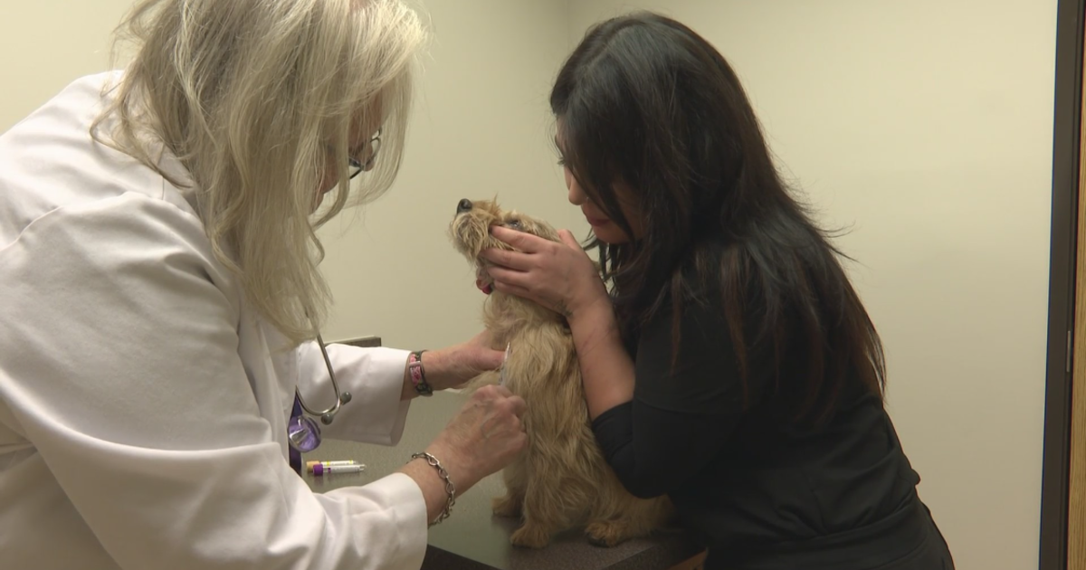 The outcome of Proposition 129 impacts the future of Colorado’s veterinarian shortage