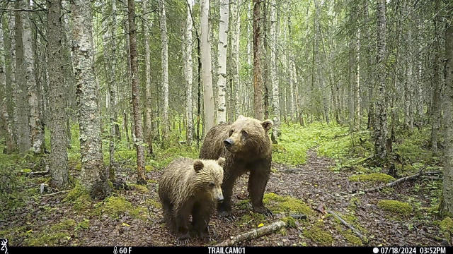 Anchorage Wildlife Cams 