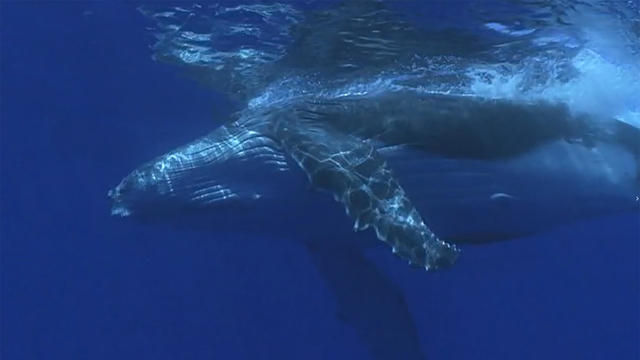 whale-ship-strikes-1920.jpg 