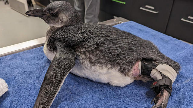 academy-of-sciences-penguin-surgery-101424.jpg 