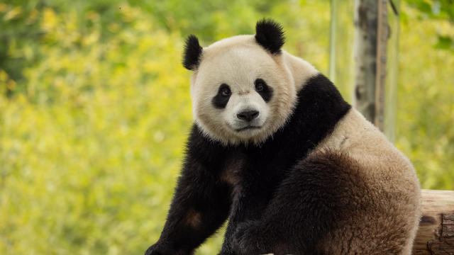 Giant Panda Bao Li at the Shenshuping Panda Base 