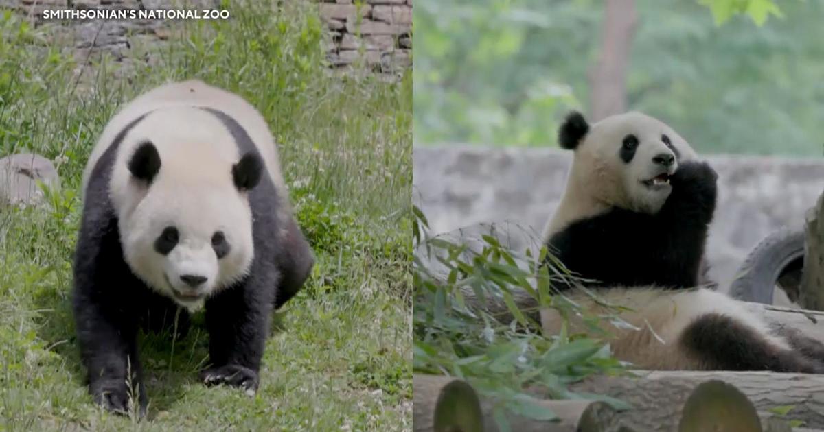 Giant pandas arriving at National Zoo after agreement with China lapsed last year