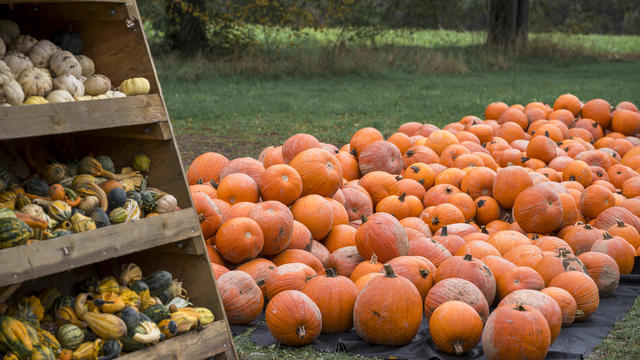 Pumpkin self-service stand 