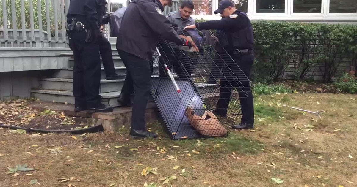 Endangered caracal wild cat spotted roaming in Chicago's northwest