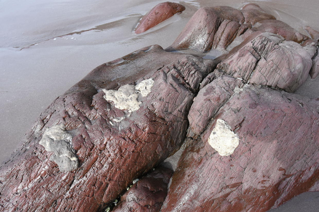 White Blobs Washing Up On Newfoundland Beaches Stump Experts And Worry ...