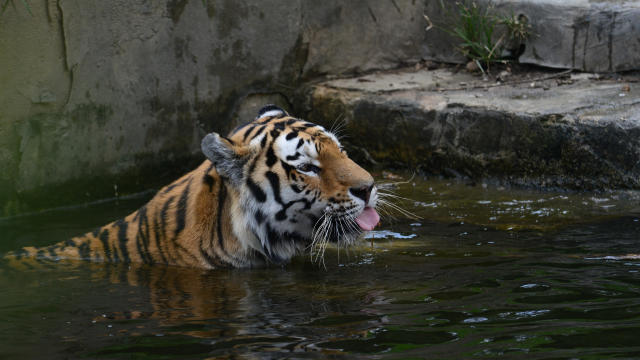 The Siberian tiger is a tiger from a specific population of the Panthera tigris tigris subspecies native to the Russian Far East. Northeast China. Picture taken in captivity at Zoom. Cumiana. Torino. Piedmont. Italy. Europe 