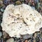 Mysterious white blobs washing up on Canadian beaches stump experts