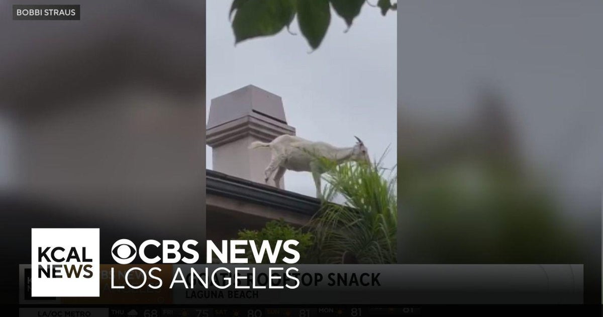 A goat gets a Laguna Beach rooftop snack CBS Los Angeles