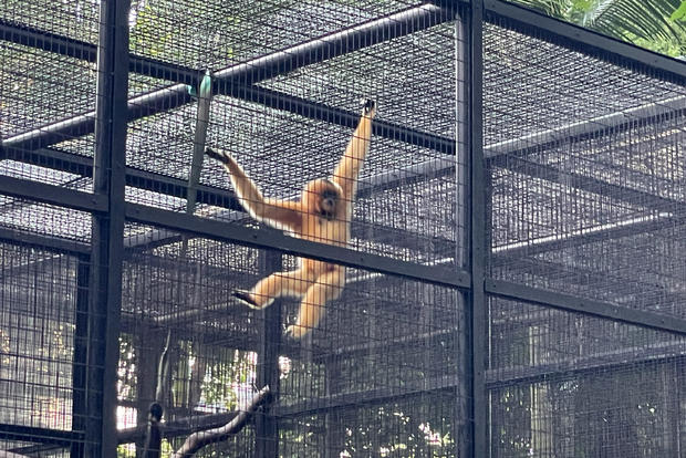 Hong Kong Monkey Deaths 