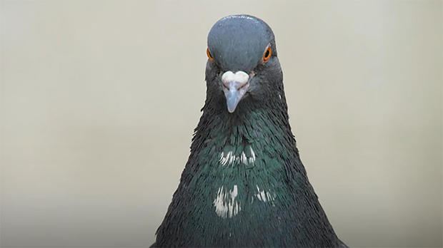 pigeon.jpg 