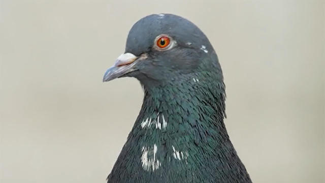 pigeon-portrait-1280.jpg 