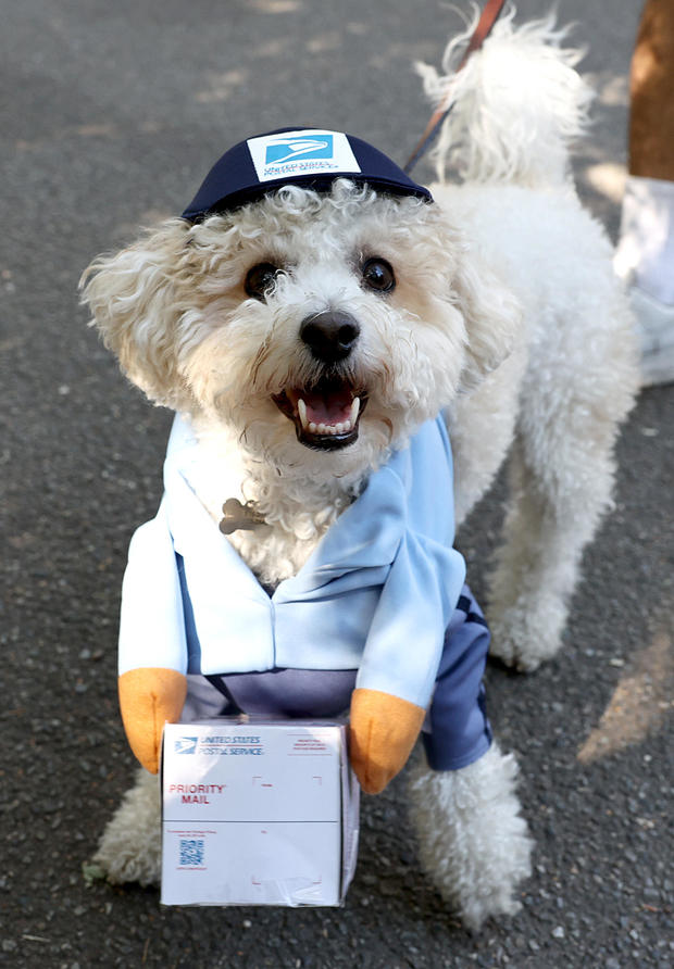 Dogs in costume take part in the 34th Annual Tompkins Square Park Halloween Dog Parade on October 19, 2024 in New York City. 