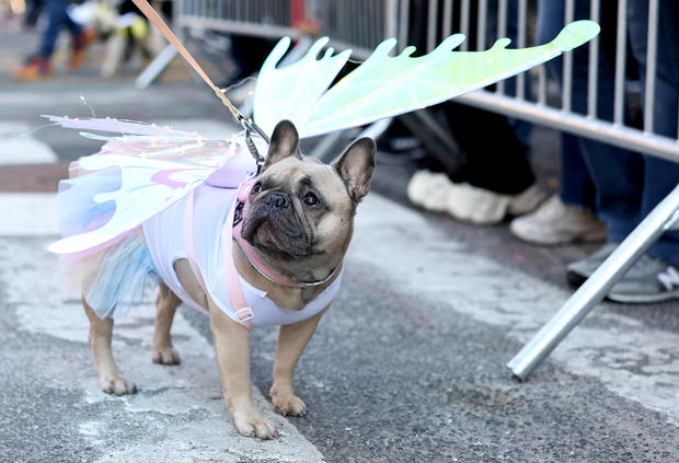 Dogs in costume take part in the 34th Annual Tompkins Square Park Halloween Dog Parade on October 19, 2024 in New York City. 