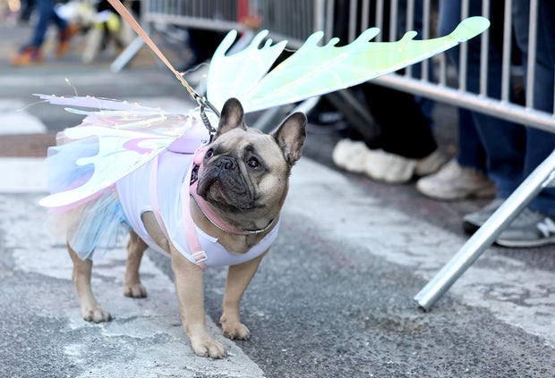 Dogs in costume take part in the 34th Annual Tompkins Square Park Halloween Dog Parade on October 19, 2024 in New York City.