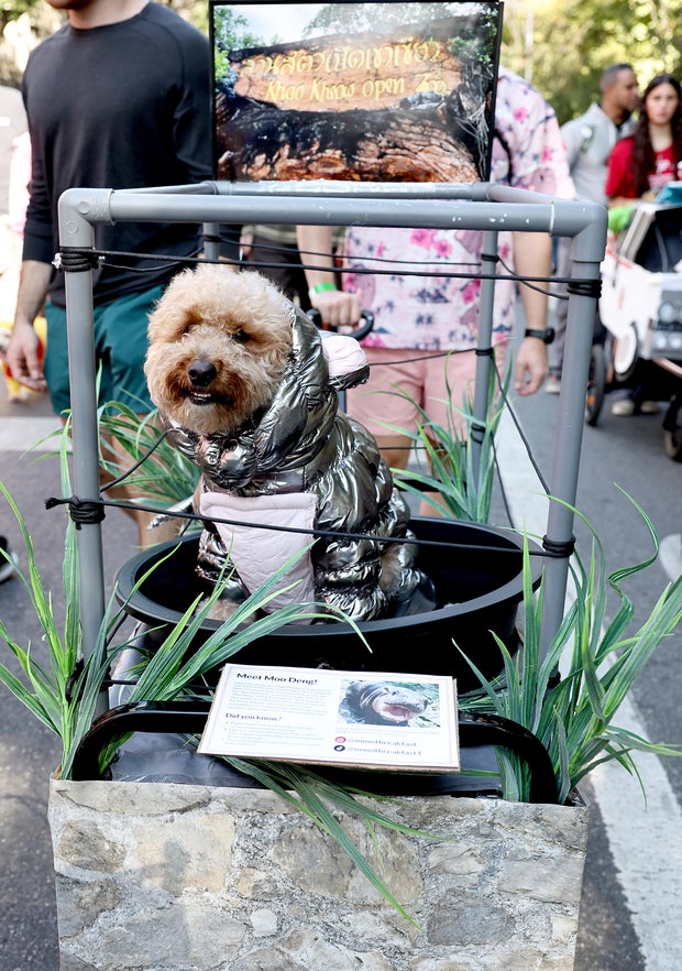 Dogs in costume take part in the 34th Annual Tompkins Square Park Halloween Dog Parade on October 19, 2024 in New York City.