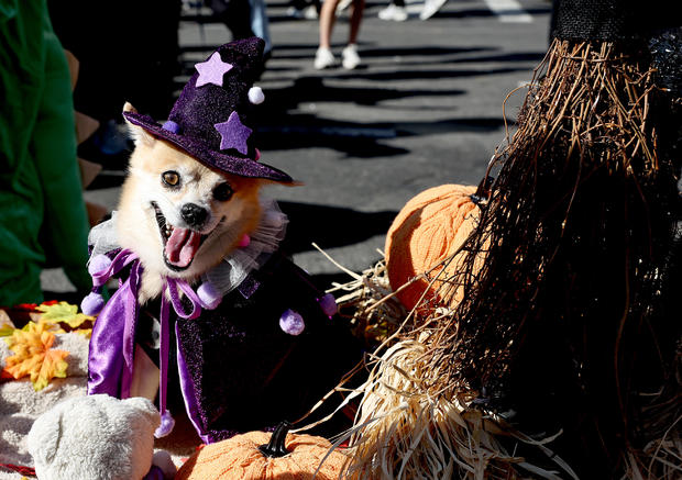 Dogs in costume take part in the 34th Annual Tompkins Square Park Halloween Dog Parade on October 19, 2024 in New York City. 