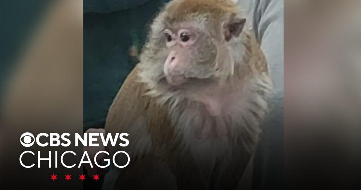 Pet monkey scratches 3-year-old inside Indiana Walmart - CBS Chicago
