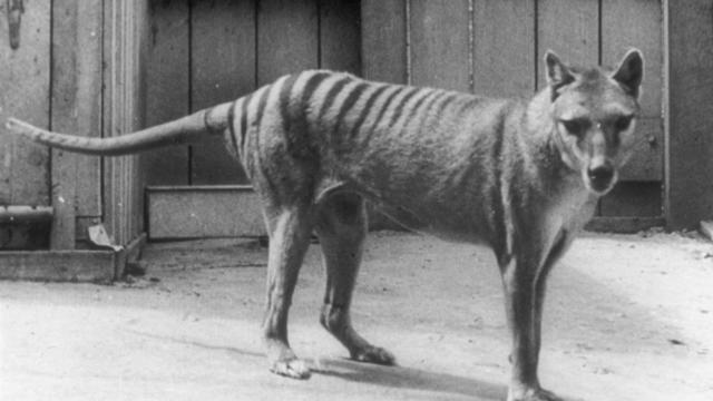 Scientists say they've made a breakthrough in efforts to bring back the extinct Tasmanian tiger