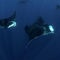 Nature: Manta rays in Mexico