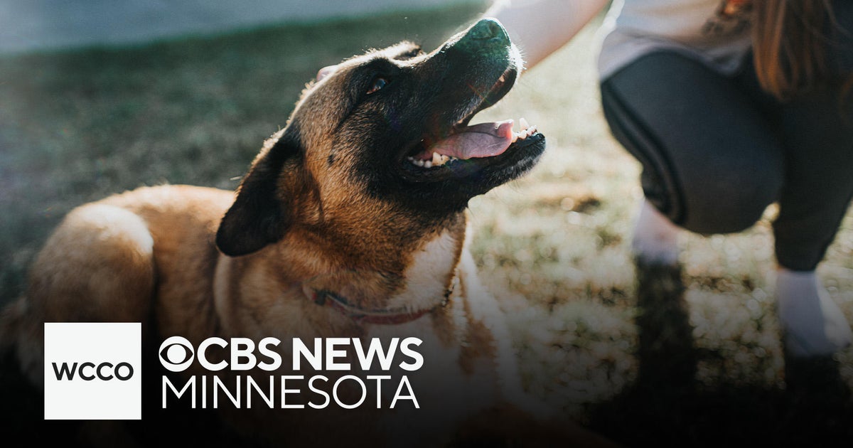 After string of hurricanes, Minnesota shelters welcome rescue animals ...