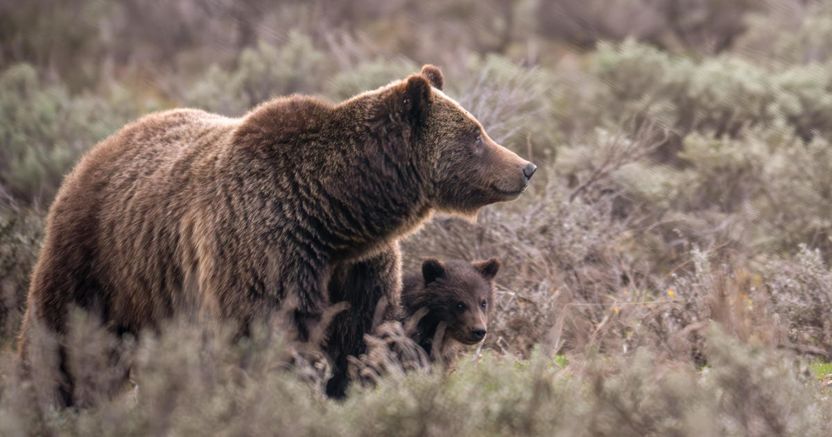 World famous grizzly bear fatally struck in Wyoming had yearling cub with her