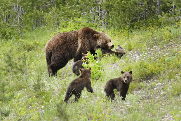 Wyoming's Famed National Parks Continue Phased Reopening 