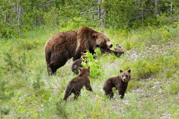 Well-known grizzly bear hit and killed by vehicle in Wyoming — months after his famous mother met same fate A Grizzly bear named
