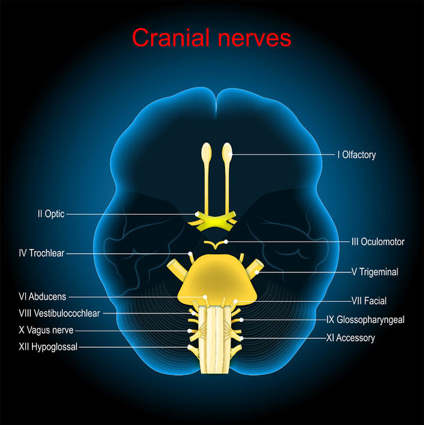 Cranial nerves. Human brain on dark background. 