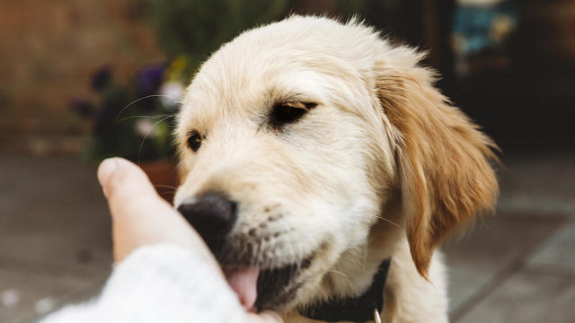 Close up of golden retriever labrador puppy dog licking hand 