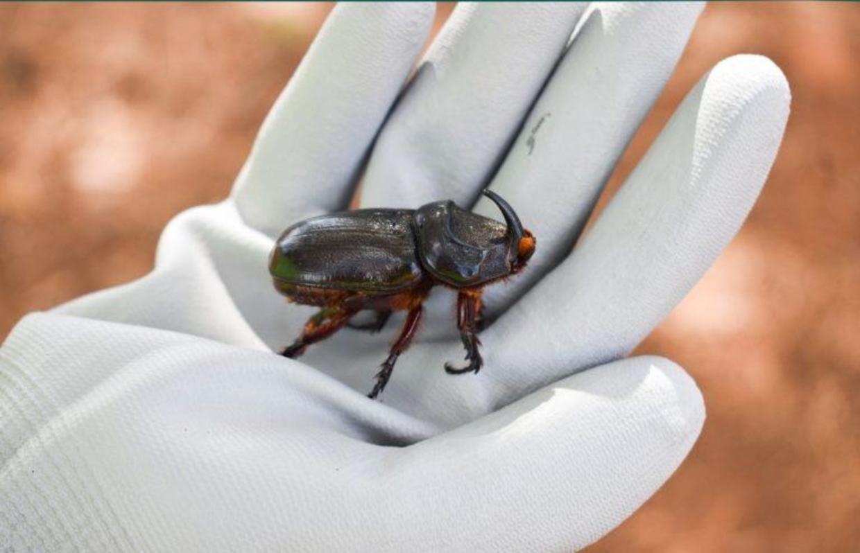 Hawaii Races To Stop Spread Of Tree-killing Rhinoceros Beetles ...