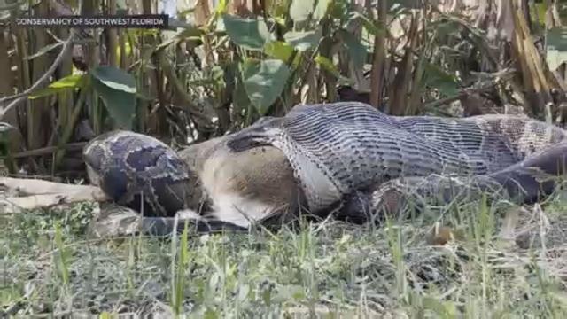 python-eating-deer-10-24-2024.jpg 