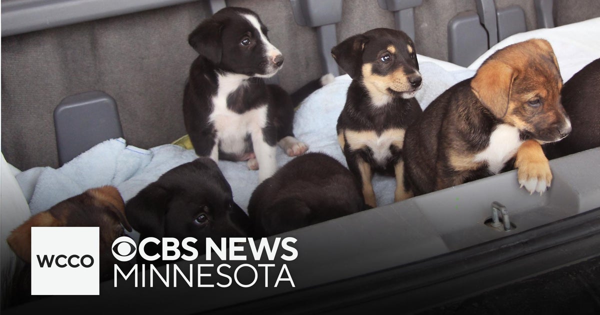 Minnesota dog shelter rescues 15 dogs displaced from Hurricane Helene ...